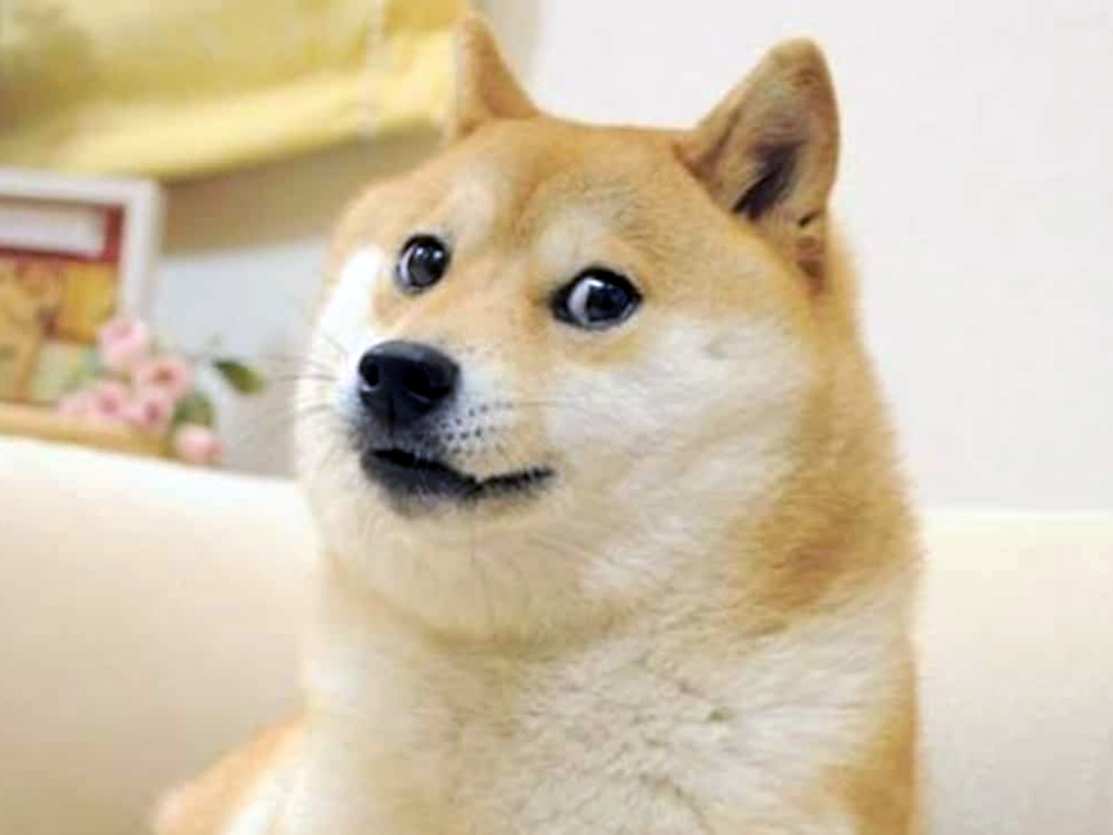 The original Doge meme Shiba Inu
