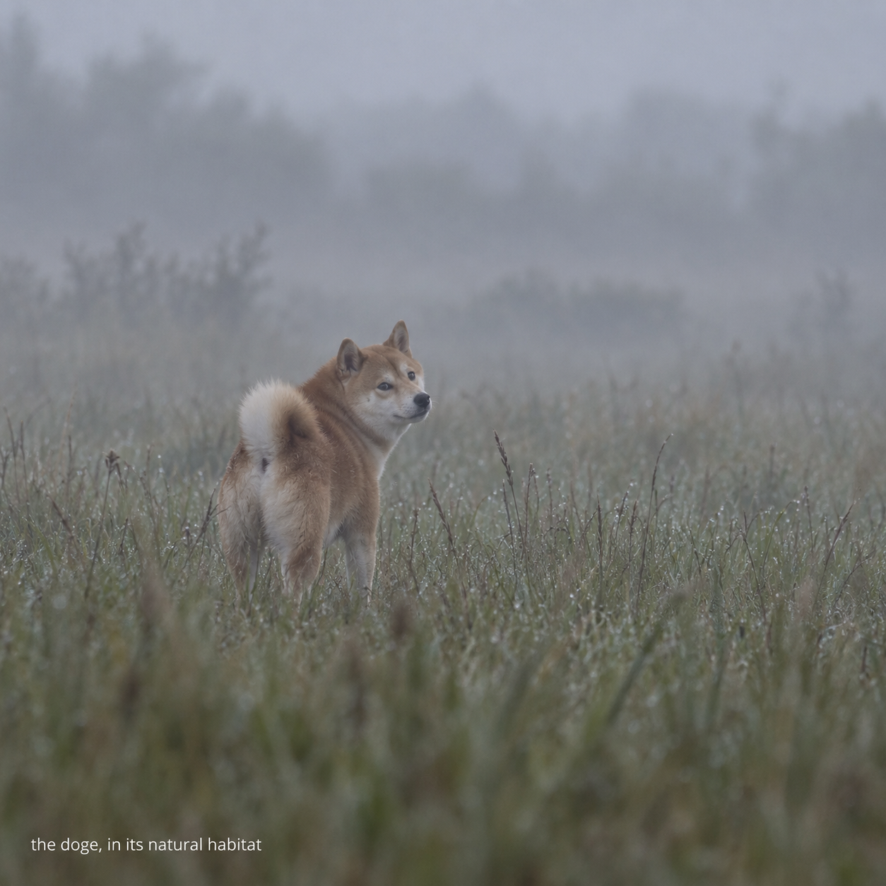 A shiba doge in a foggy field, in its natural habitat